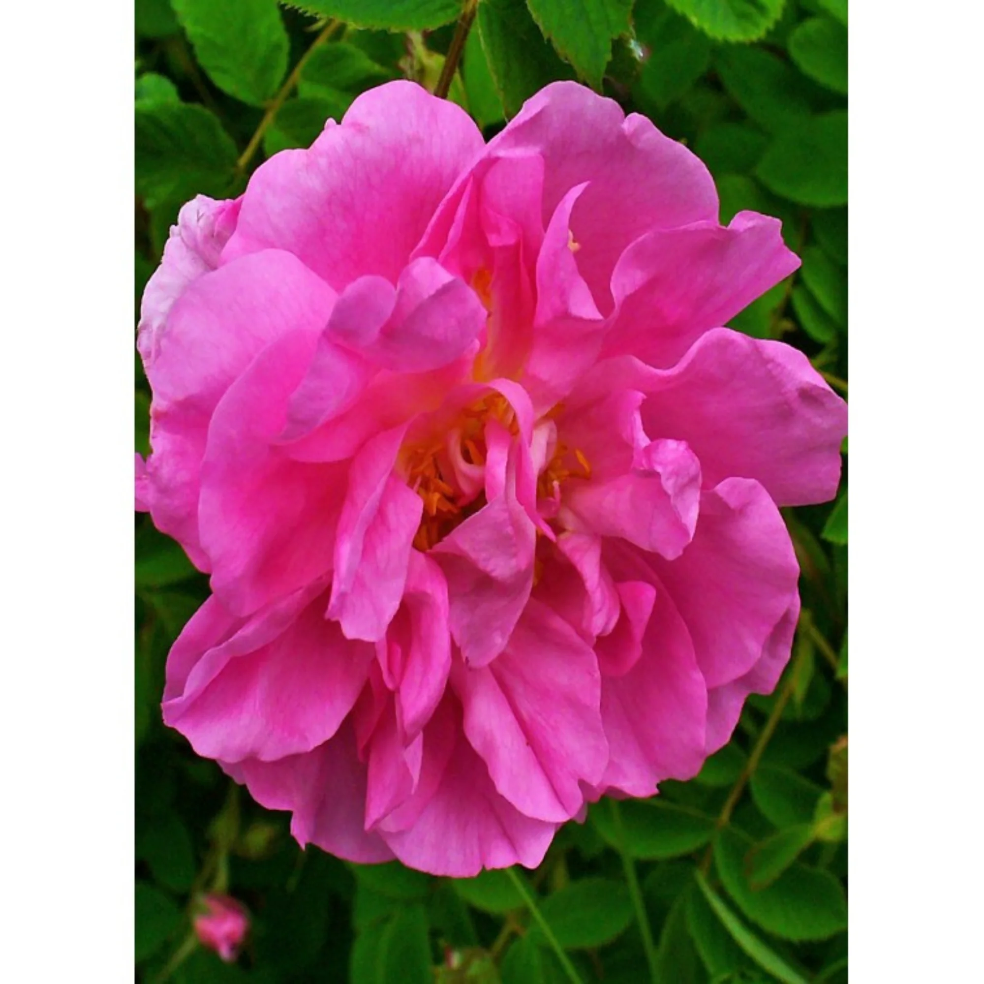 Auroma Rose Damascena Essential Oil Essential Oil 5% in jojoba (0.33 fl oz) #17478 - Image 2
