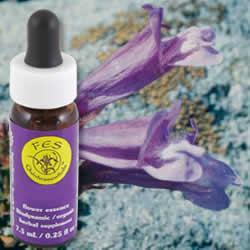 Flower Essence Services Penstemon (0.25 fl oz) #8317